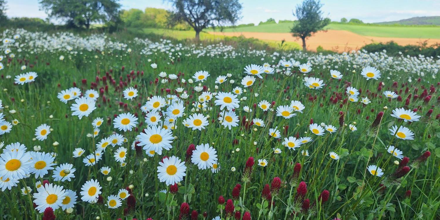 Blumenwiese mit Bäumen im Hintergrund