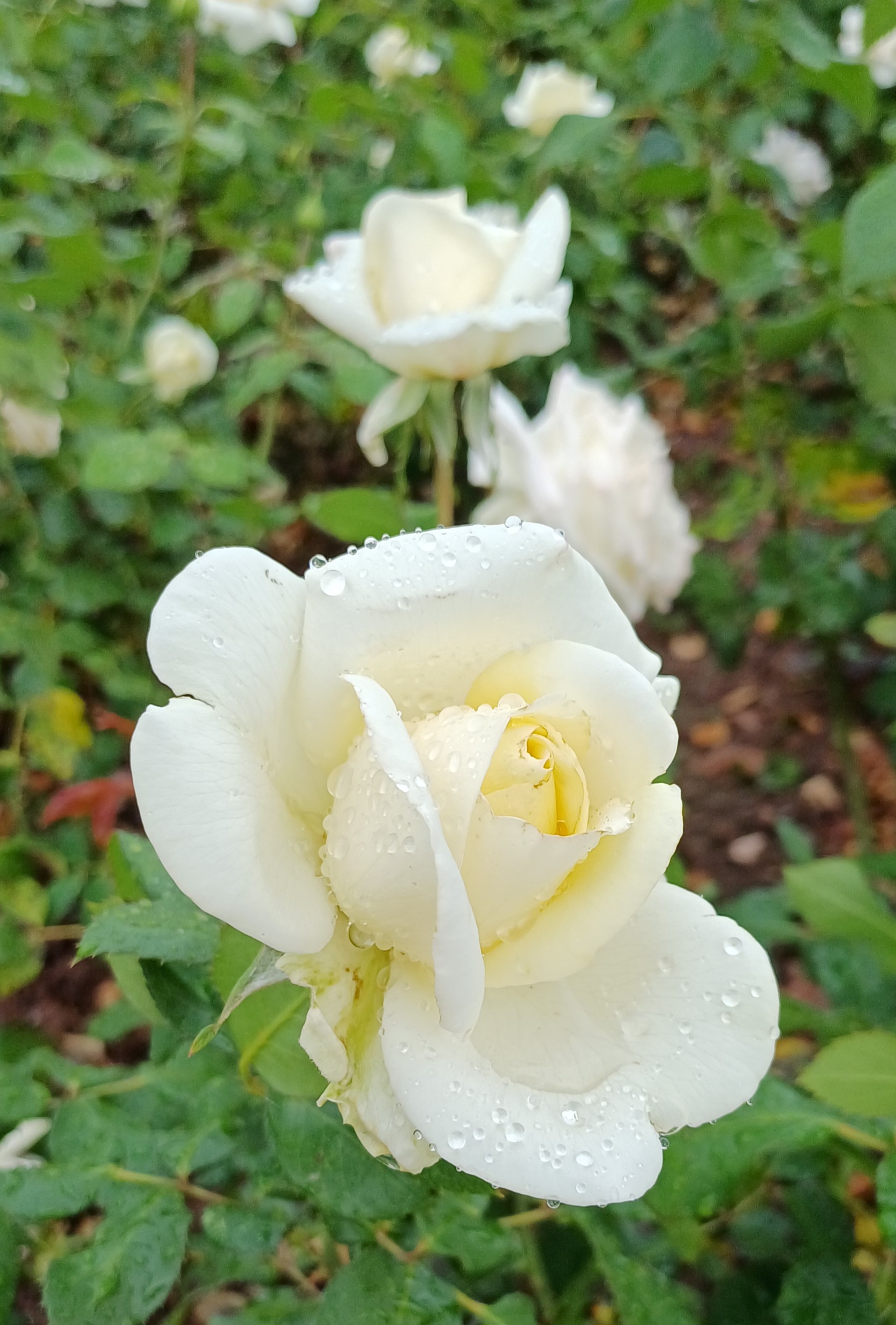 weiße Rose auf dem Finkenrech