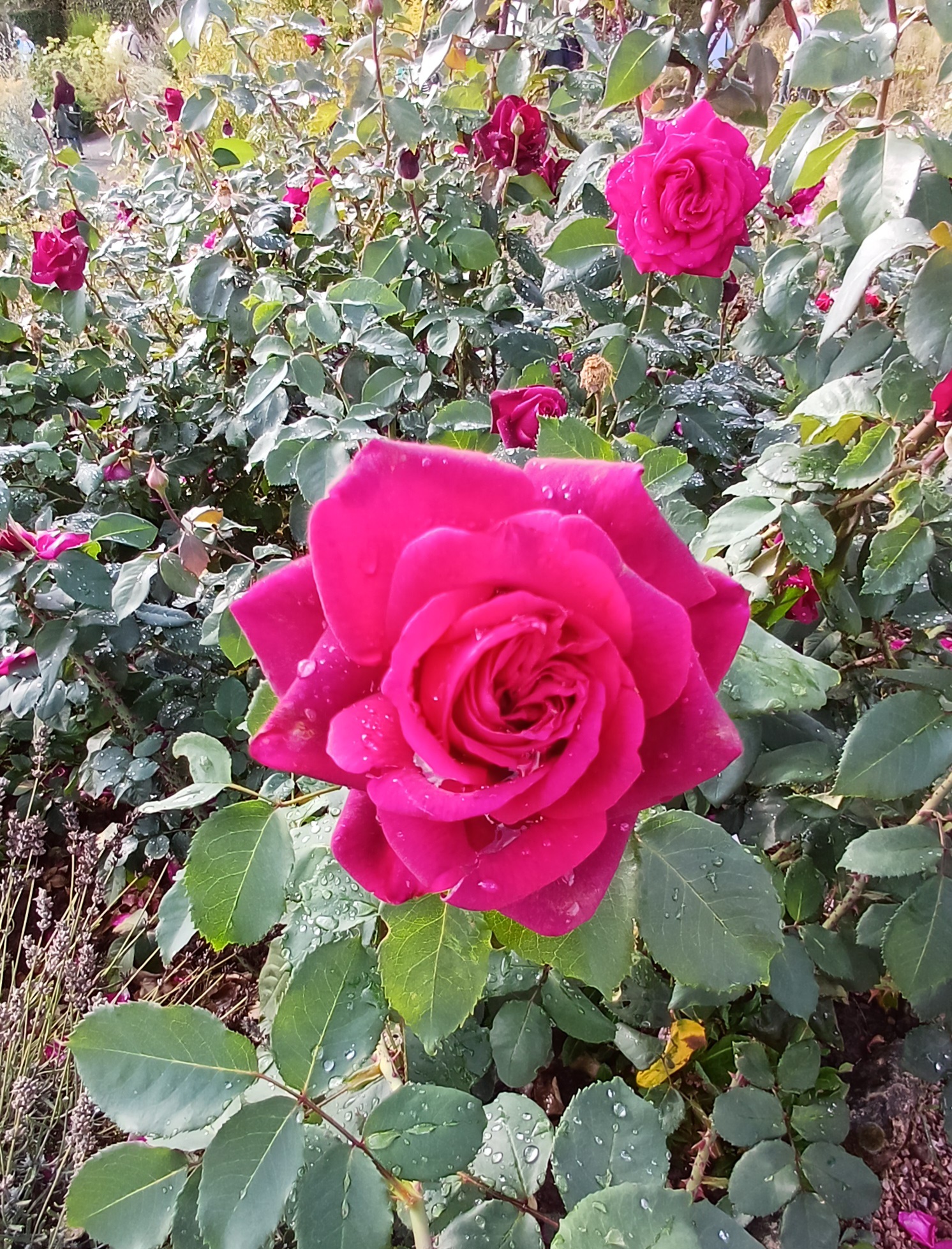 Die Rose - ein Symbol für das Leben