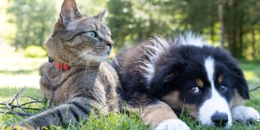 Hund und Katze liegen im Gras (c) Foto von Andrew S auf Unsplash Hund und Katze liegen im Gras